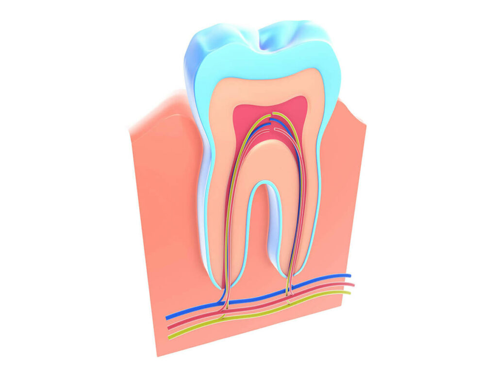 illustration of a tooth's root canal